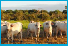 Rural Properties
